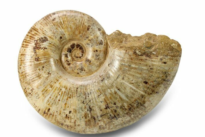 Jurassic Ammonite (Lobolytoceras) Fossil - Madagascar #283544